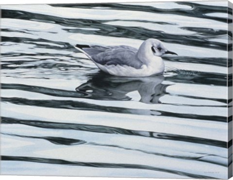 Framed Bonaparteis Gull Print