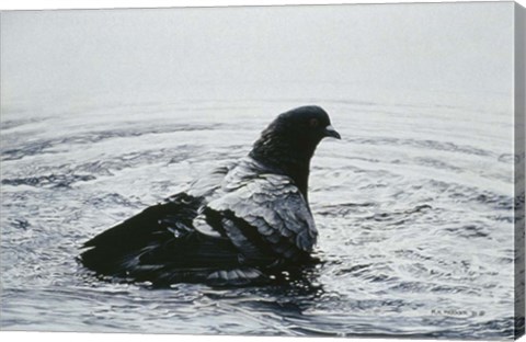 Framed Rock Dove Bathing Print