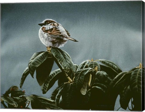 Framed Sparrow On Rhododendron Print