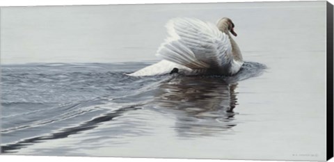 Framed Gliding Swan Print