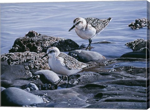 Framed Sanderlings Print
