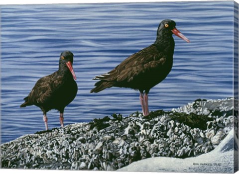 Framed Oyster Catchers Print