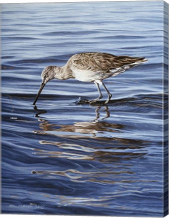 Framed Willet Print