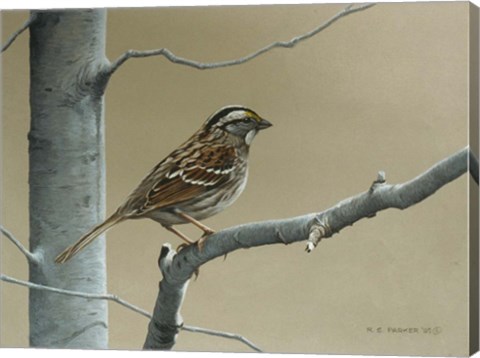 Framed White Throat Sparrow Print