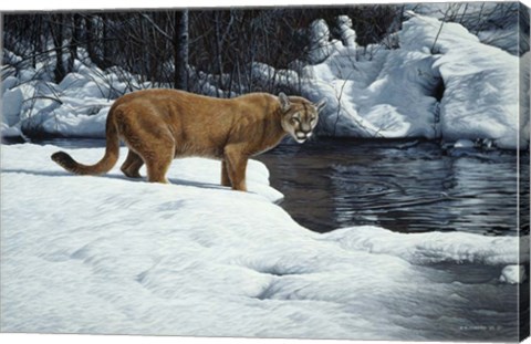 Framed Waters Edge - Cougar Print