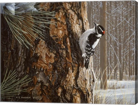 Framed Winter Pine- Downy Woodpecker Print