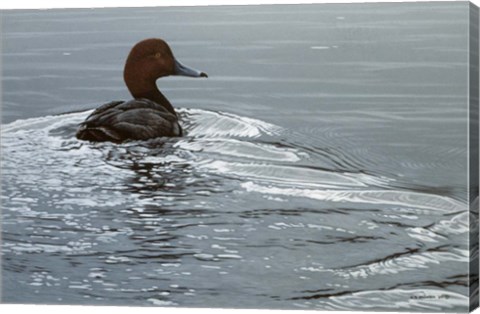 Framed Silver Wake - Redhead Print
