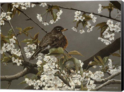 Framed Cherry Blossoms 2 Print