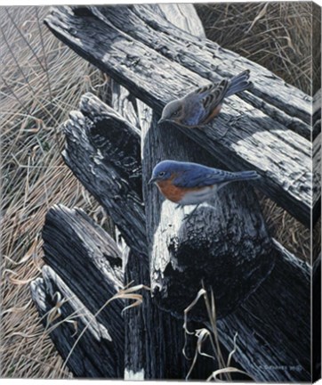 Framed Bluebirds On Rail Fence Print
