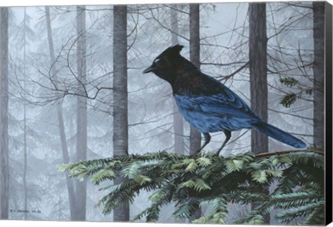 Framed Stellers Jay In Fog Print