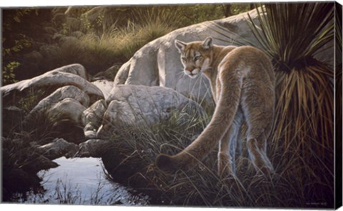 Framed Creekside Cougar Print