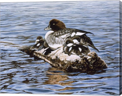 Framed Goldeneye &amp; Ducklings Print