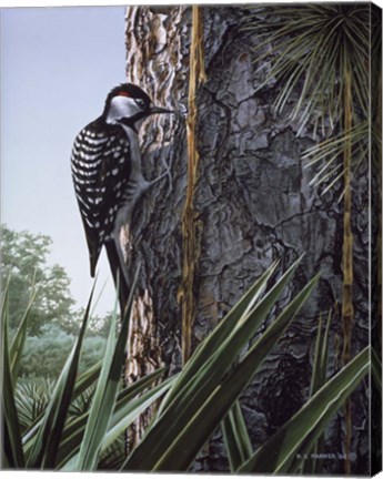Framed Red Cockaded Woodpecker Print