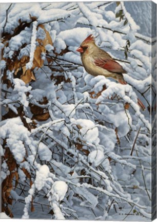 Framed Cardinal In Brambles Print