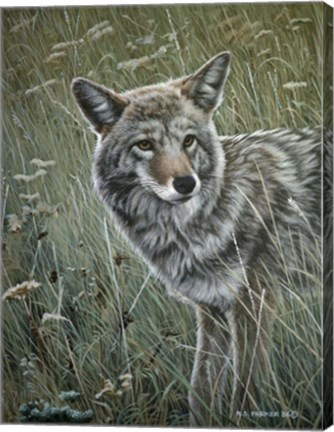 Framed Coyote In The Grass Print