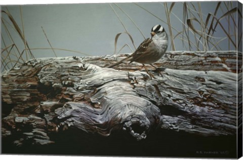 Framed Driftwood 3 Print