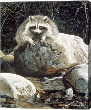 Framed Low Water - Raccoon Print