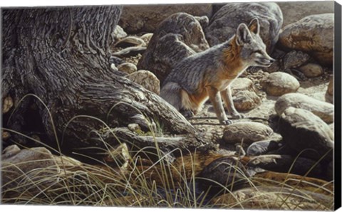 Framed Desert Respite- Kit Fox Print