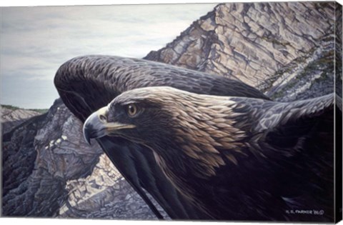 Framed Golden Eagle 2 Print