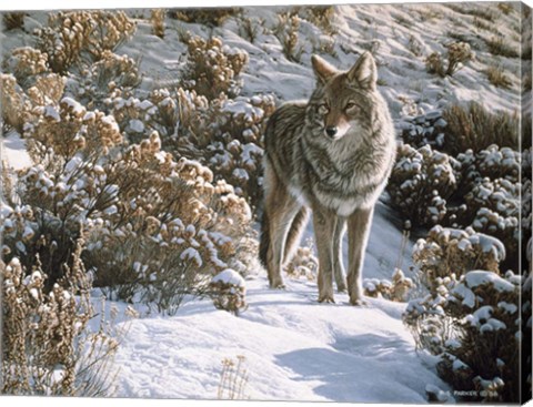 Framed Winter Sage- Coyote Print