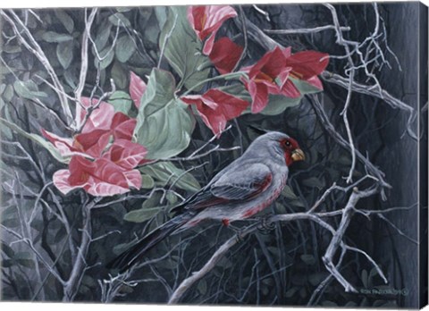 Framed Pyrrhuloxia Print