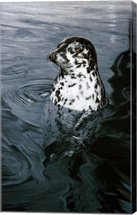 Framed Harbor Seal Print