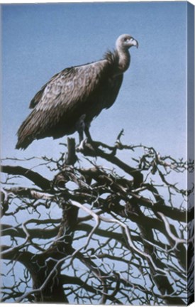 Framed Vulture Print