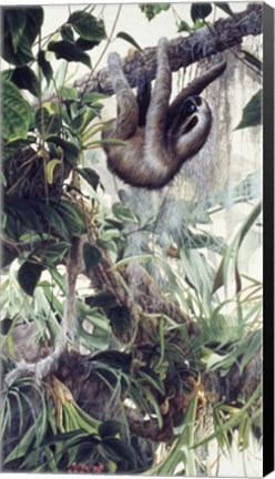Framed Sloth Print