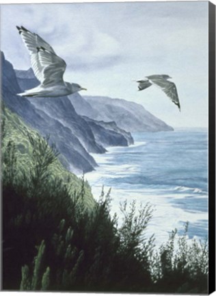 Framed Mew Gull Print