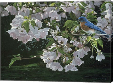 Framed Cherry Blossoms Print