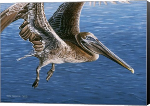 Framed Flying Pelican Print