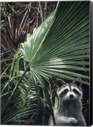 Framed Everglades Raccoon Print