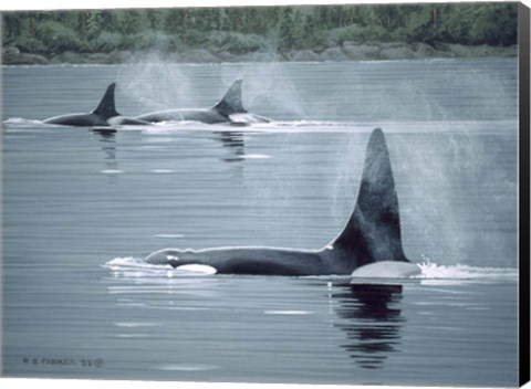 Framed Orcas Print