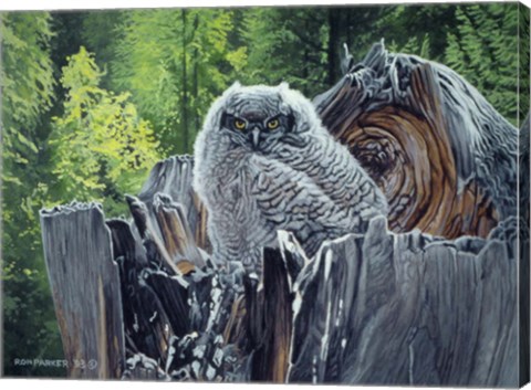 Framed Great Horned Owl Print