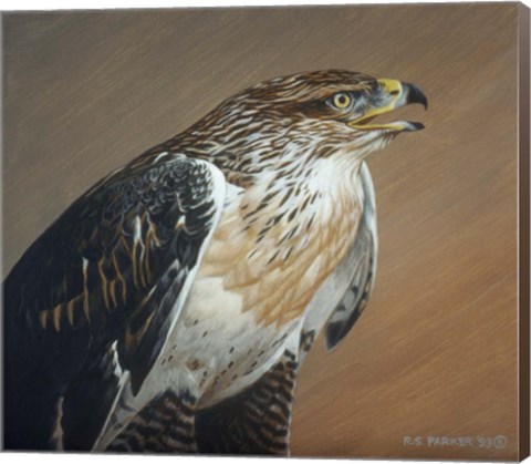 Framed Ferruginous Hawk Print
