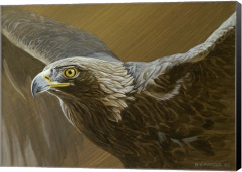 Framed Golden Eagle Print