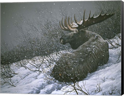 Framed Moose In The  Brush Print