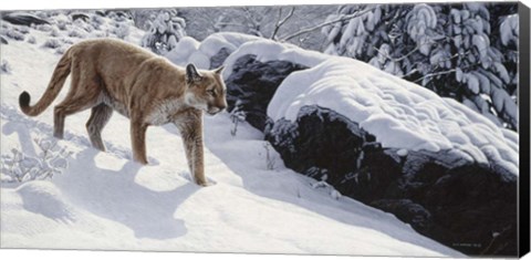 Framed Soft Snow- Cougar Print