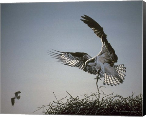 Framed Nest Builder Print