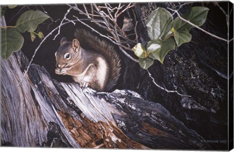 Framed Red Squirrel In Salac Print