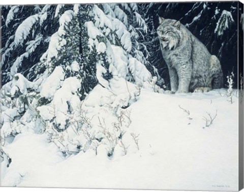 Framed Silent Forest- Lynx Print