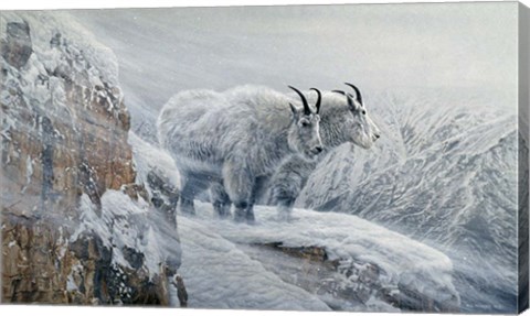 Framed Winter&#39;s Fury Mountain Goat Print
