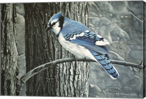 Framed Backyard Jay Print