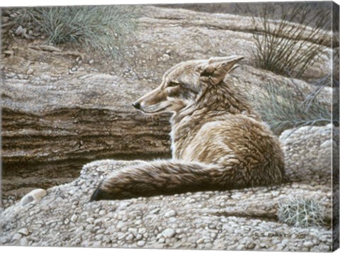 Framed Resting Coyote Print