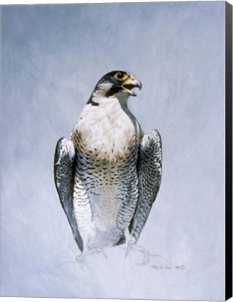 Framed Peregrine Falcon Print
