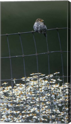 Framed House Sparrow &amp; Daises Print