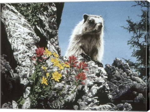 Framed Young Marmot Print