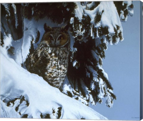 Framed Long Eared Owl Print