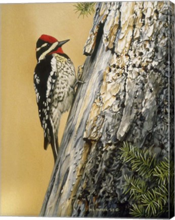 Framed Yellow Bellied Sapsucker Print