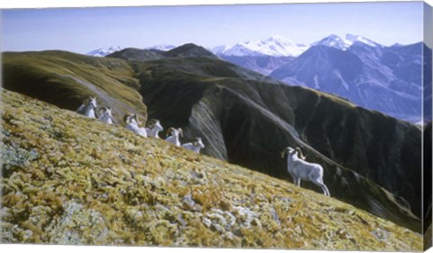 Framed Dall Sheep Print